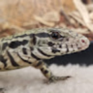 Meet your Posher, Noah